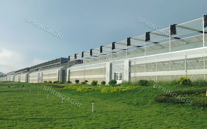 저비용 다중 범위 플라스틱 야채 온실을 갖춘 대규모