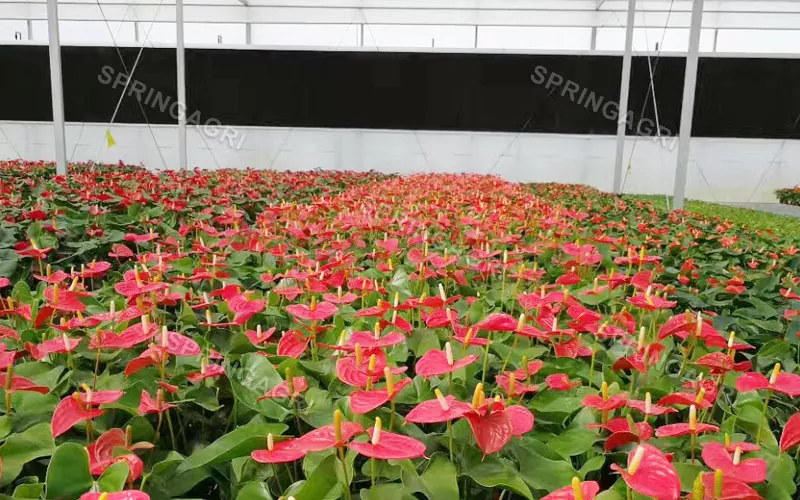 판매용 Multispan Anthurium 온실