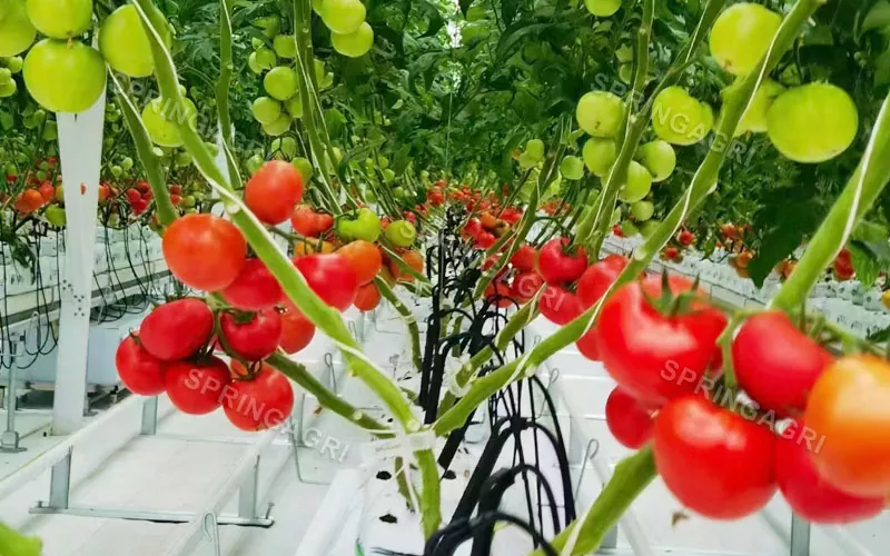 다중 범위 플라스틱 토마토 온실